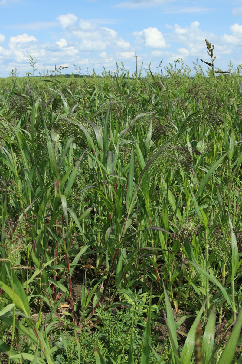 Изображение особи Panicum miliaceum.