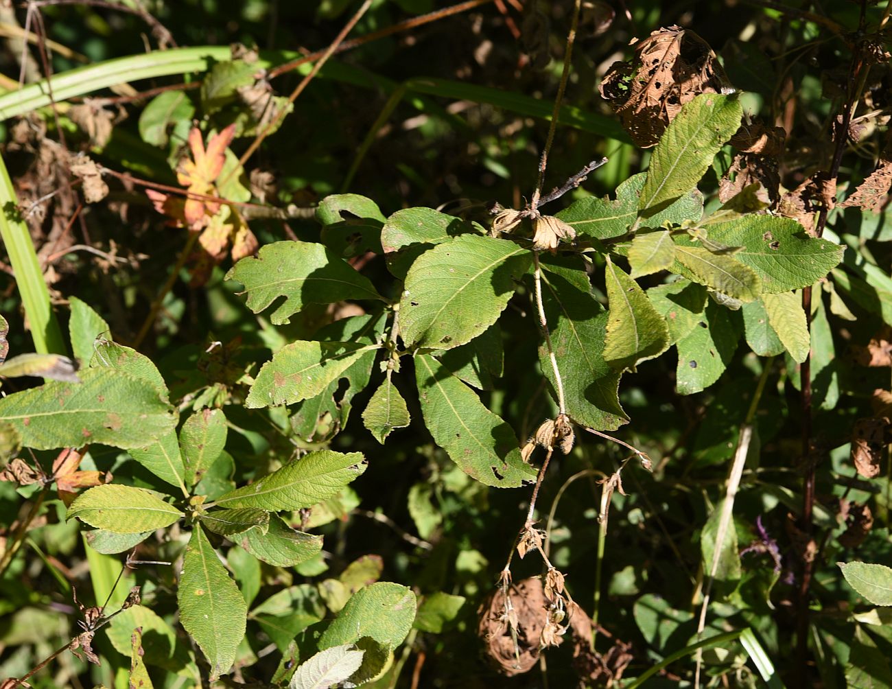 Image of Salix cinerea specimen.