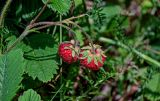 Fragaria viridis. Плоды и части листьев. Оренбургская обл., Кувандыкский гор. округ, окр. г. Кувандык, луг. 06.07.2023.