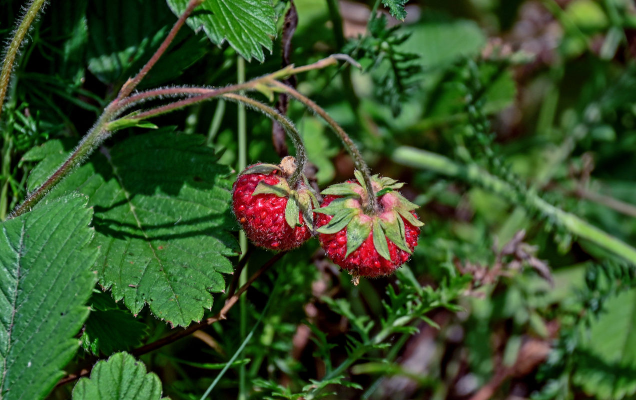 Image of Fragaria viridis specimen.