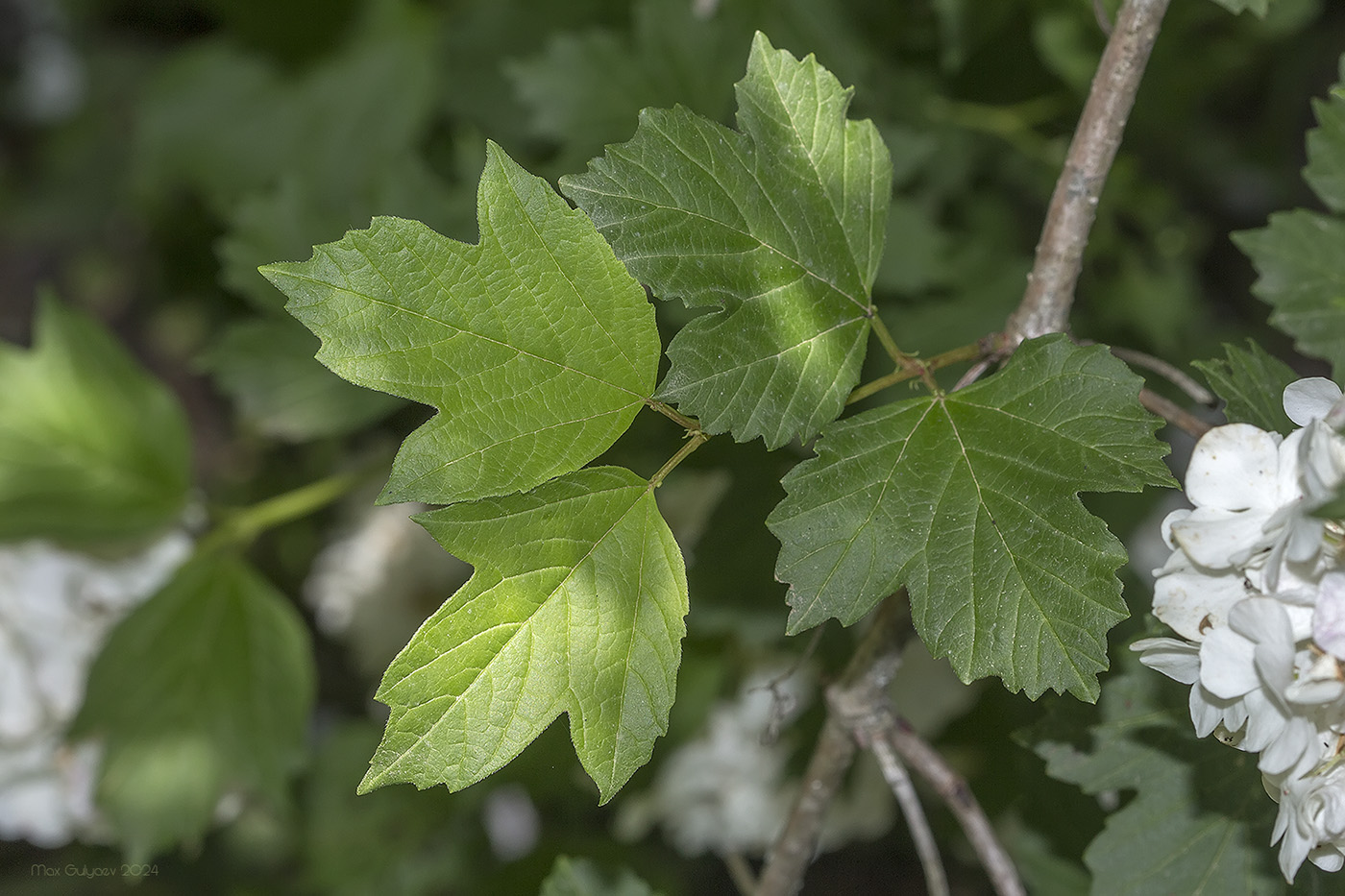 Image of Viburnum opulus f. roseum specimen.