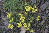 Erysimum ibericum