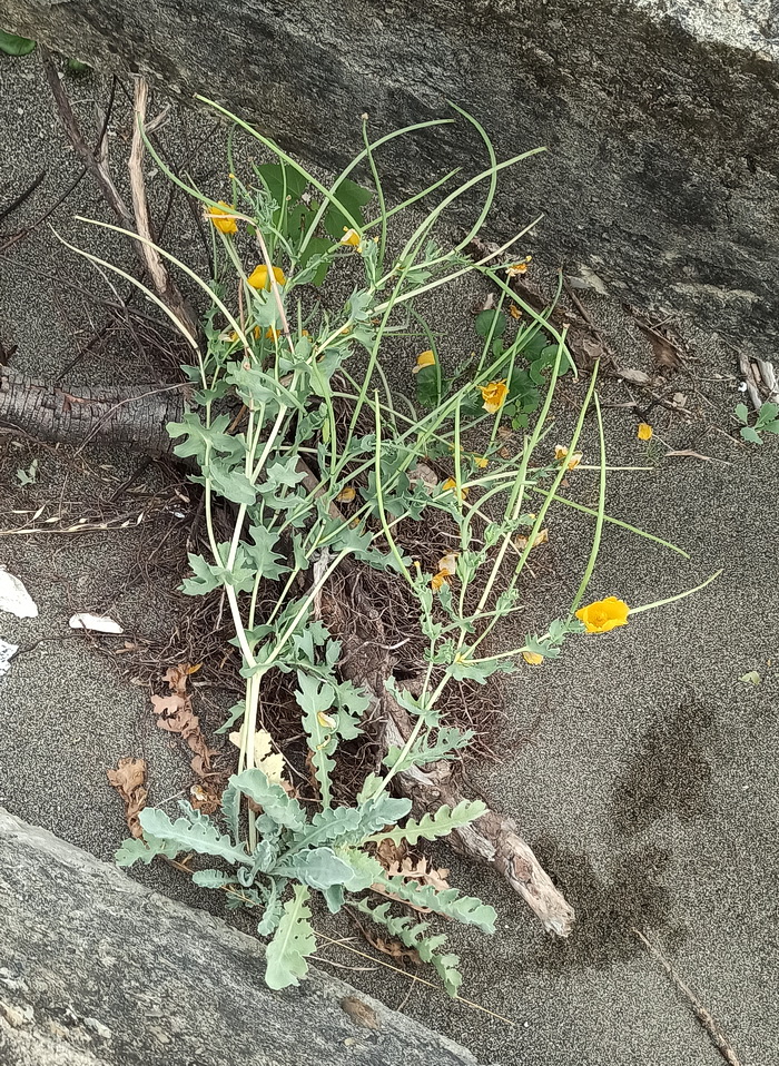 Изображение особи Glaucium flavum.