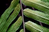 Thelypteris truncata