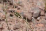 Agropyron pectinatum