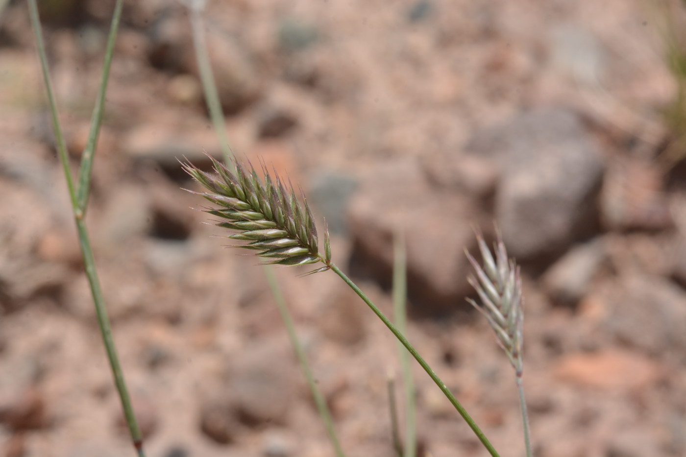Изображение особи Agropyron pectinatum.