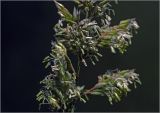 Phalaroides arundinacea