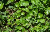 Hydrocotyle ramiflora