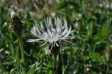 Centaurea cheiranthifolia