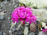 Silene compacta