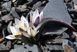 Tulipa regelii