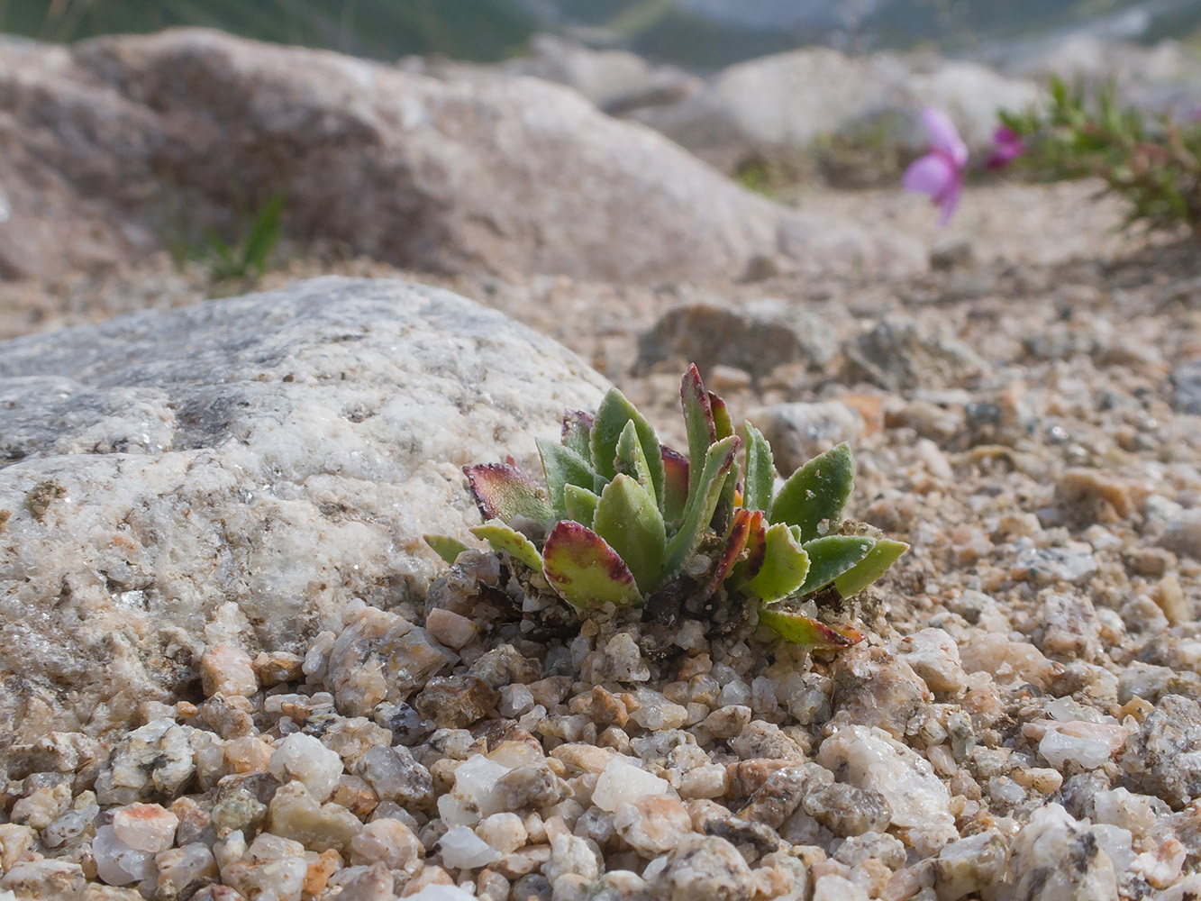 Изображение особи Saxifraga kolenatiana.