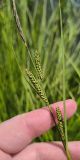 Carex nigra
