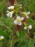 Arabidopsis arenosa