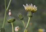 Sonchus oleraceus