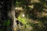 Anemone udensis