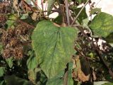 Arctium lappa