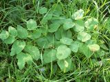 Laserpitium latifolium