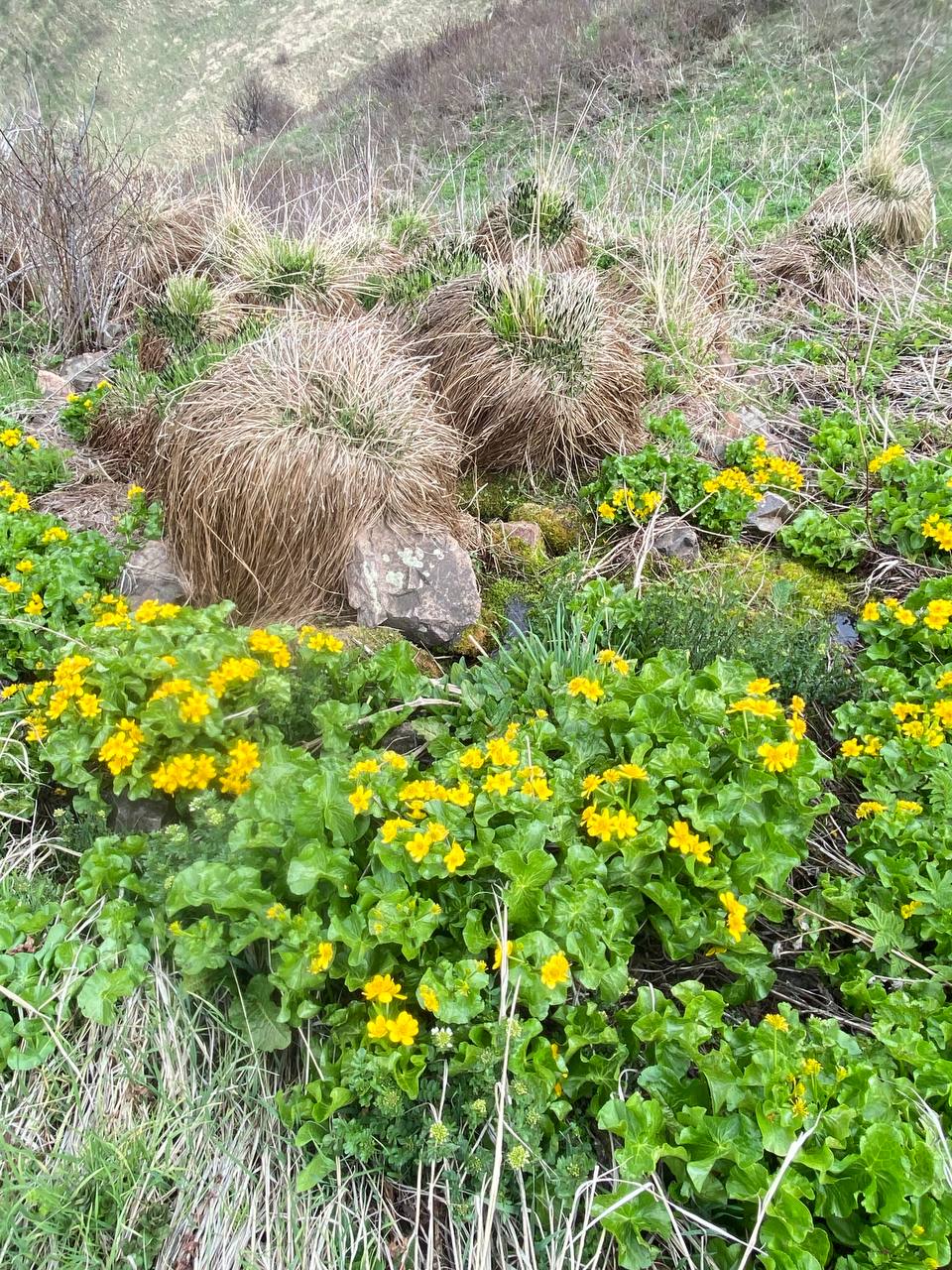 Изображение особи Caltha polypetala.