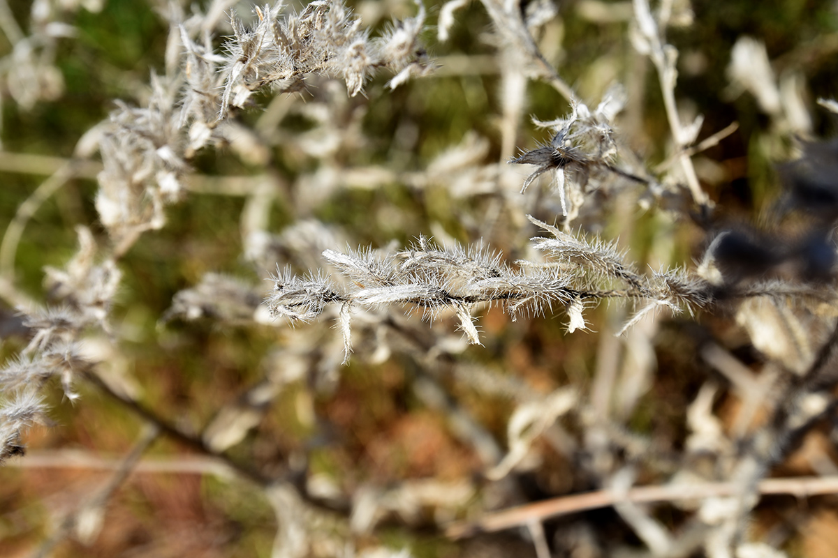 Image of Onosma setosa specimen.