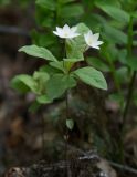 Trientalis europaea. Цветущее растение. Рязанская обл., Клепиковский р-н, окр. дер. Рябиновка, берёзово-сосновый лес. 16.05.2025.