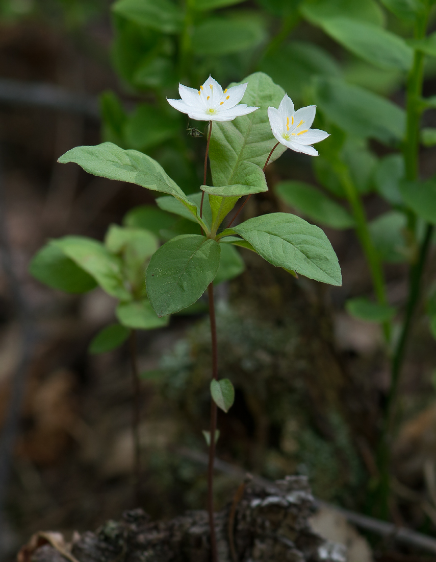 Image of Trientalis europaea specimen.