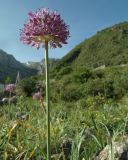род Allium