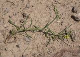 Erysimum substrigosum