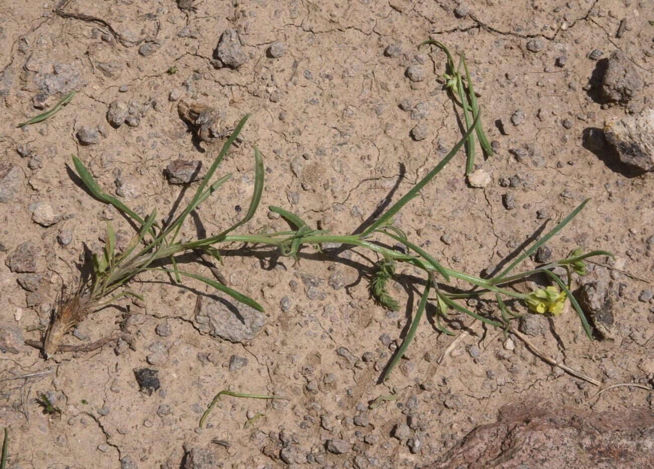Image of Erysimum substrigosum specimen.