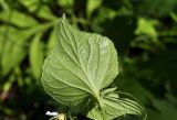 Viola acuminata. Лист (вид на абаксиальную поверхность). Приморский край, Шкотовский р-н, окр. с. Новонежино, закустареная пойма ручья. 08.06.2025.
