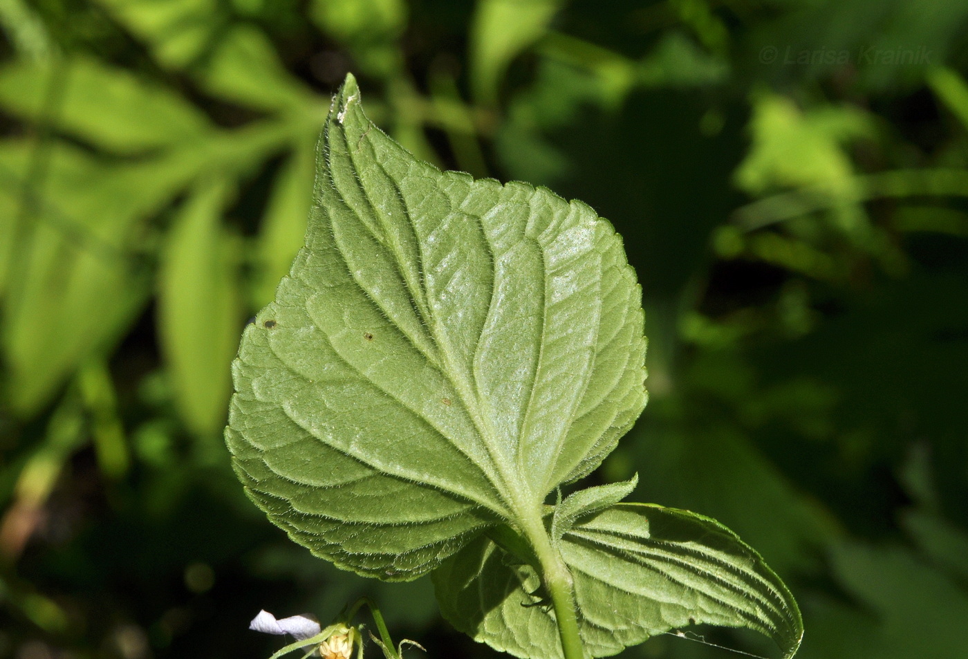 Изображение особи Viola acuminata.