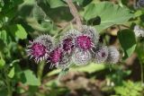 Arctium tomentosum