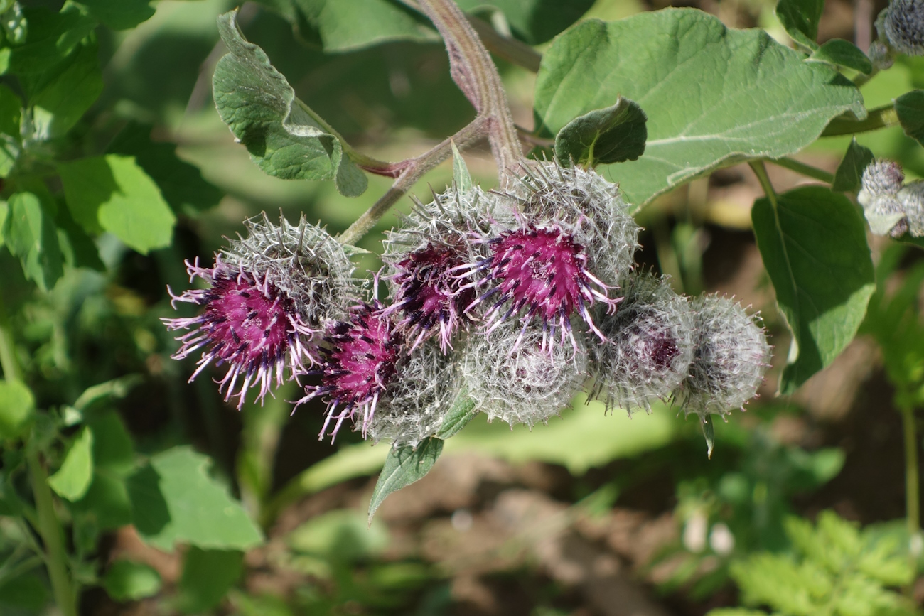 Изображение особи Arctium tomentosum.