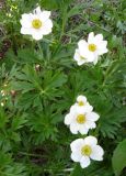 Anemonastrum sibiricum