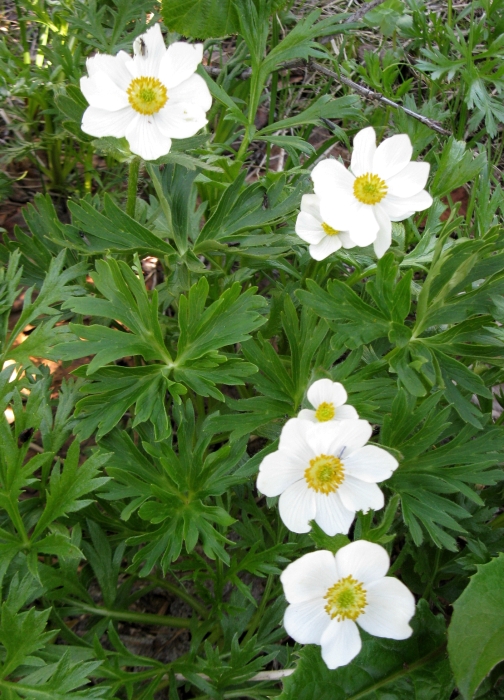 Изображение особи Anemonastrum sibiricum.