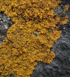 View full-size image Xanthoria aureola