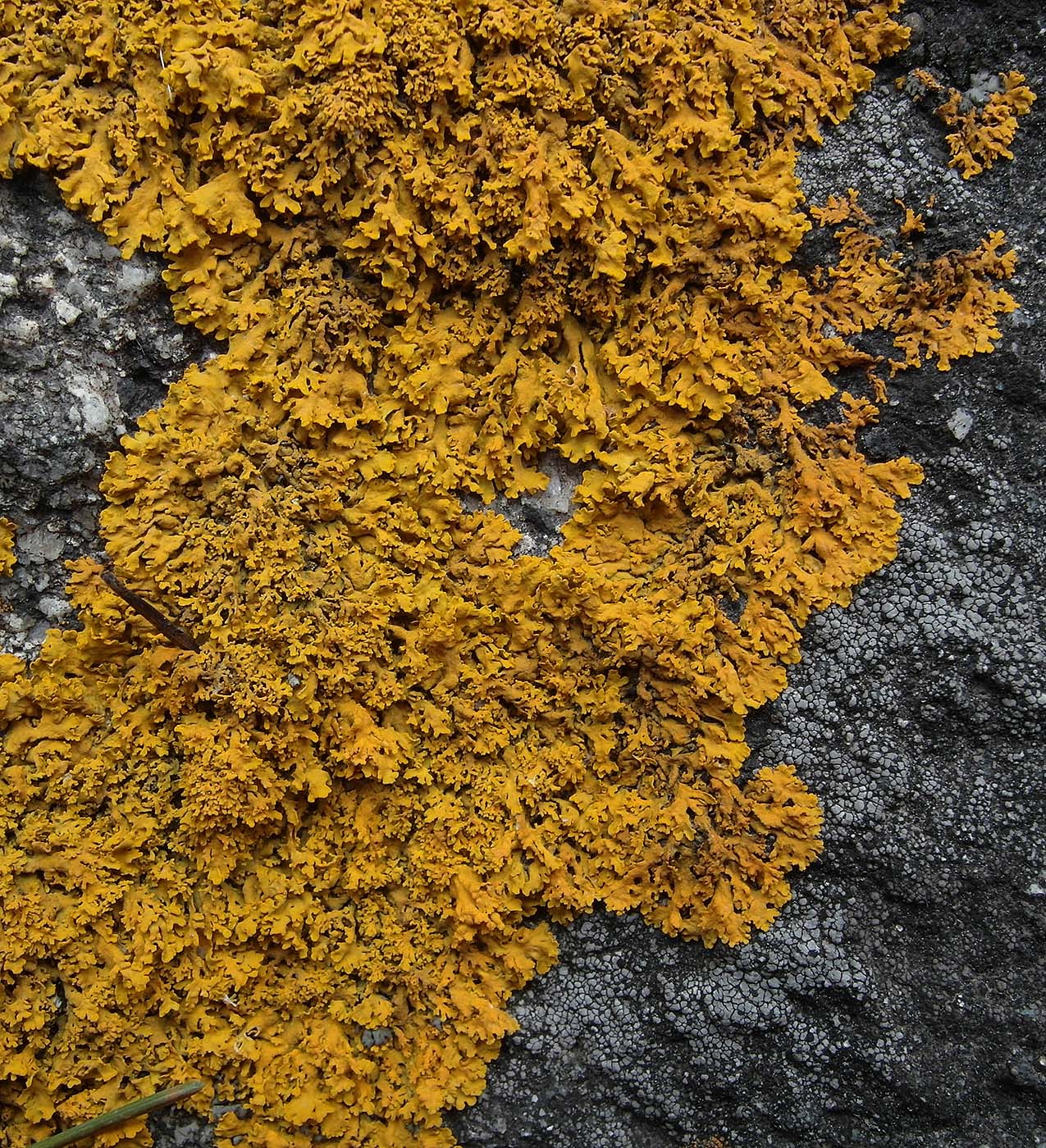 Image of Xanthoria aureola specimen.