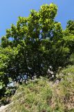 Callistephus chinensis. Группа цветущих растений на опушке дубового леса (Quercus mongolica). Приморский край, Октябрьский р-н, окр. с. Чернятино, выходы камней. 08.09.2025.