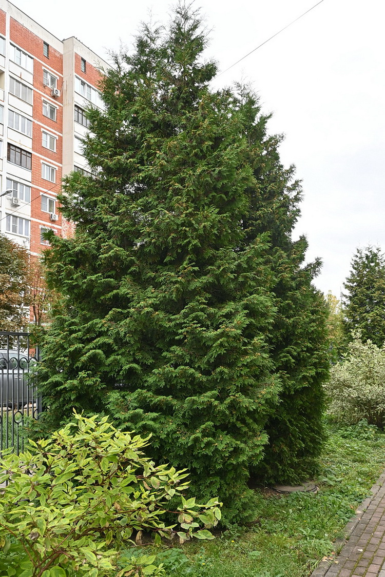 Изображение особи Thuja occidentalis.