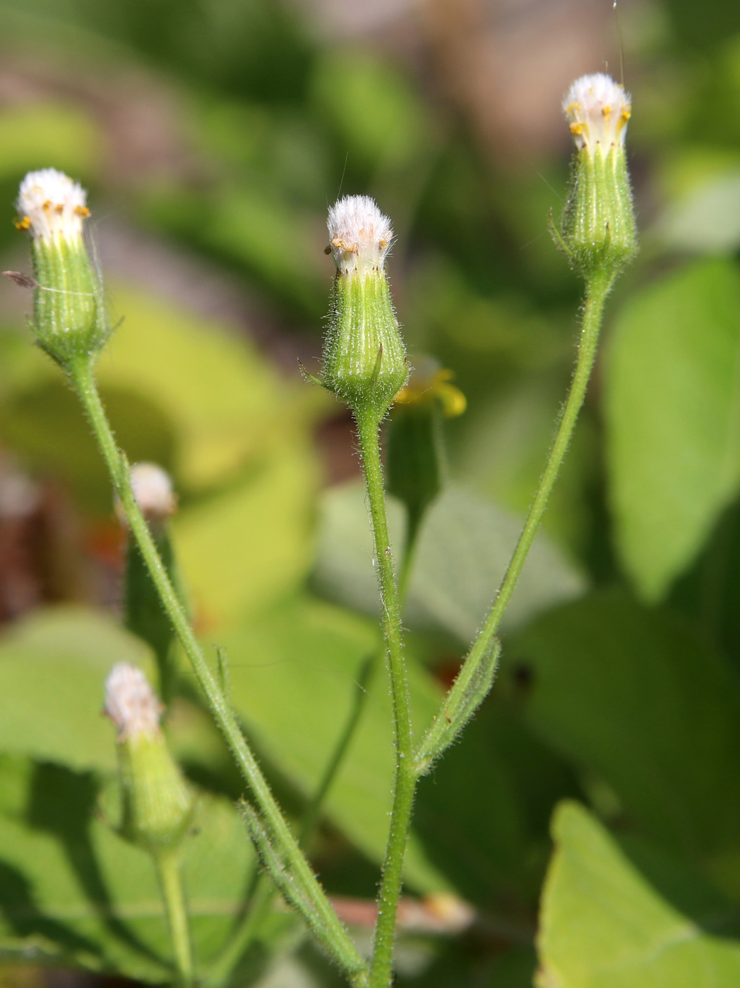 Image of Senecio viscosus specimen.