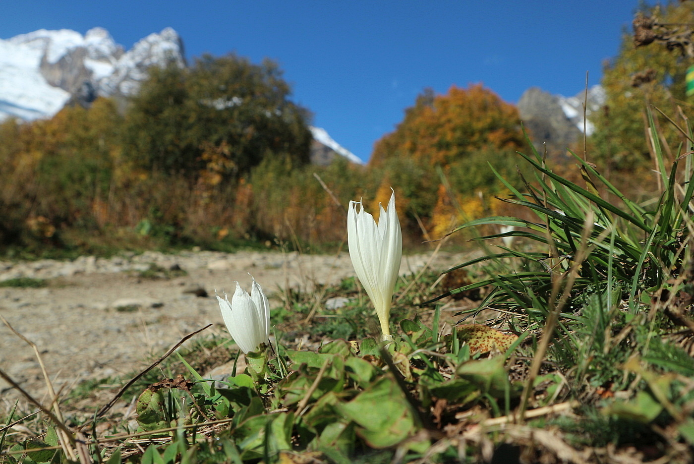 Изображение особи Crocus vallicola.