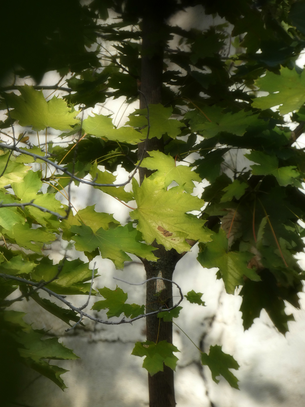 Изображение особи Acer platanoides.