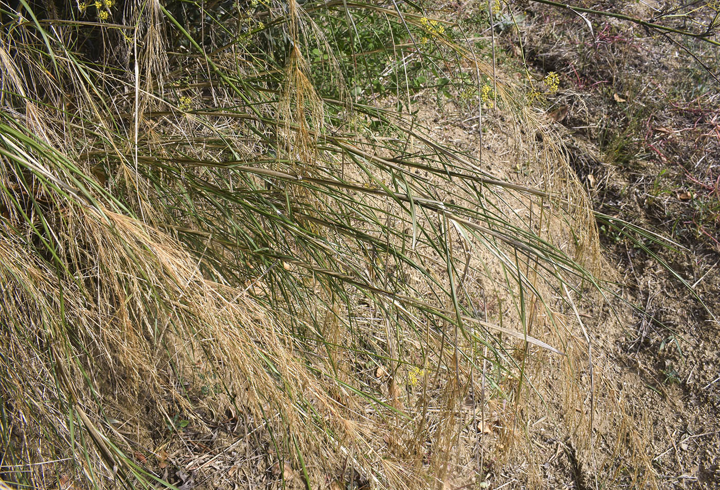 Image of Oloptum thomasii specimen.