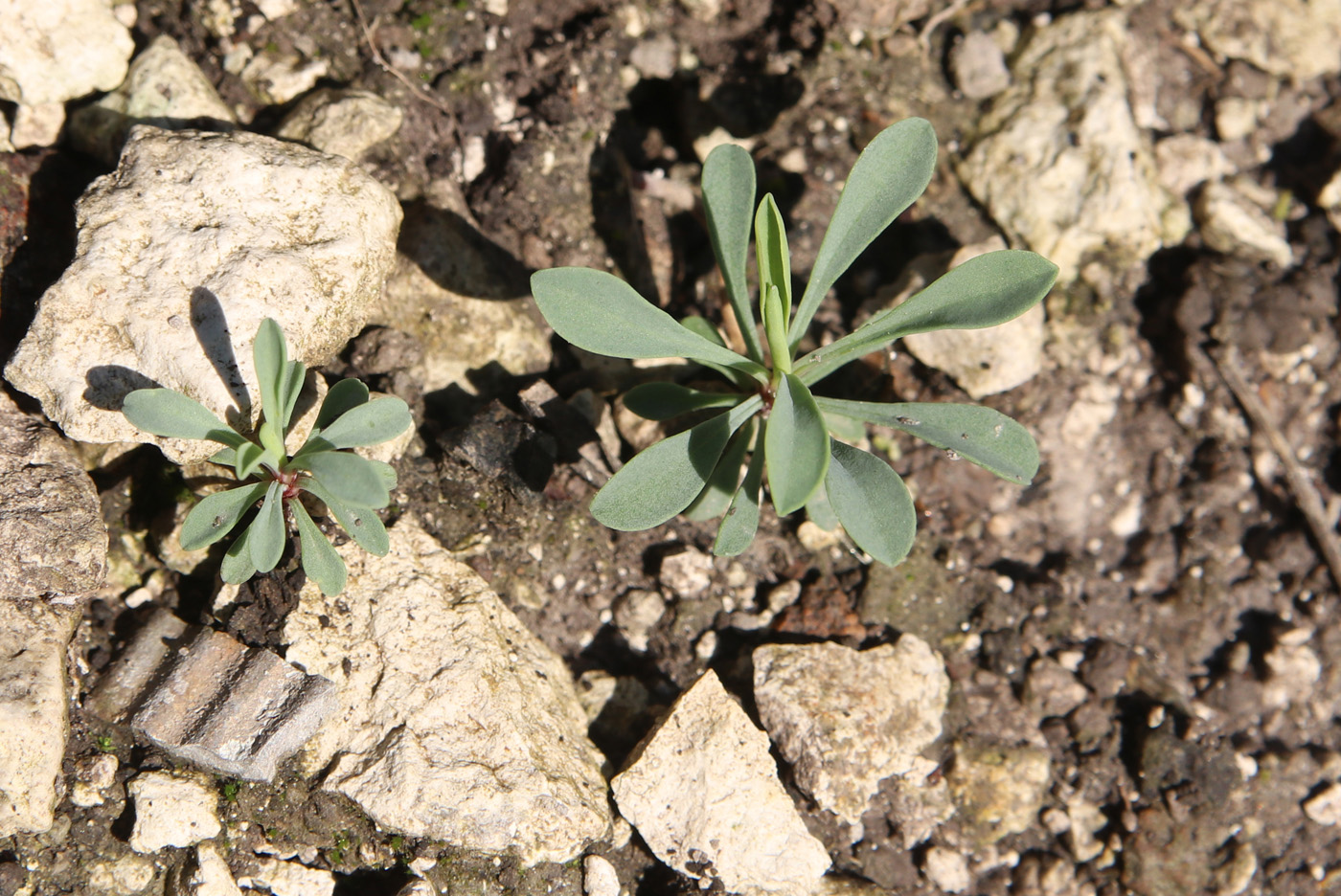 Image of Linum ucranicum specimen.