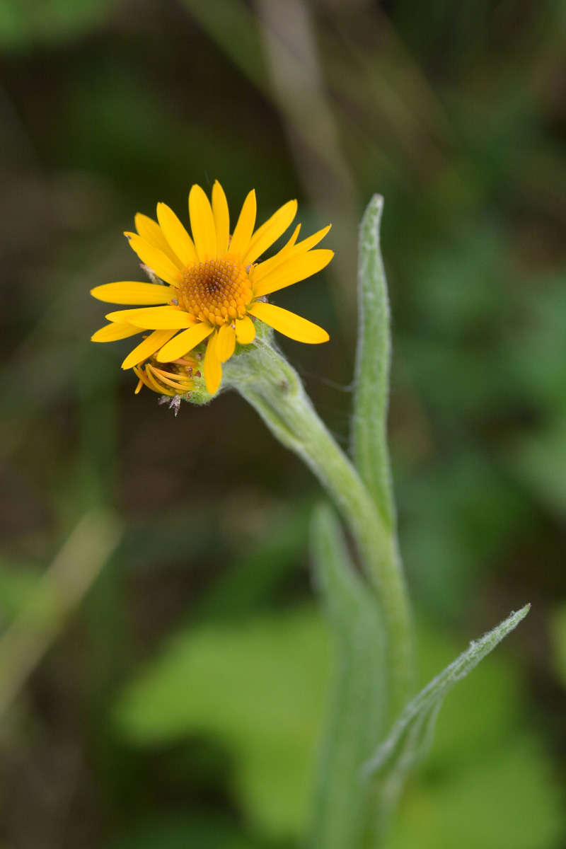 Image of Tephroseris tundricola specimen.