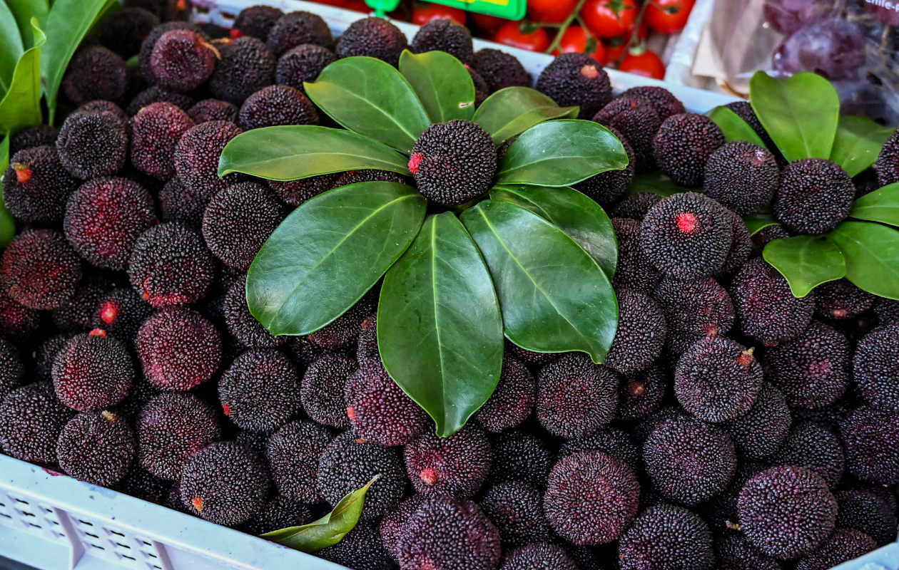 Изображение особи Myrica rubra.