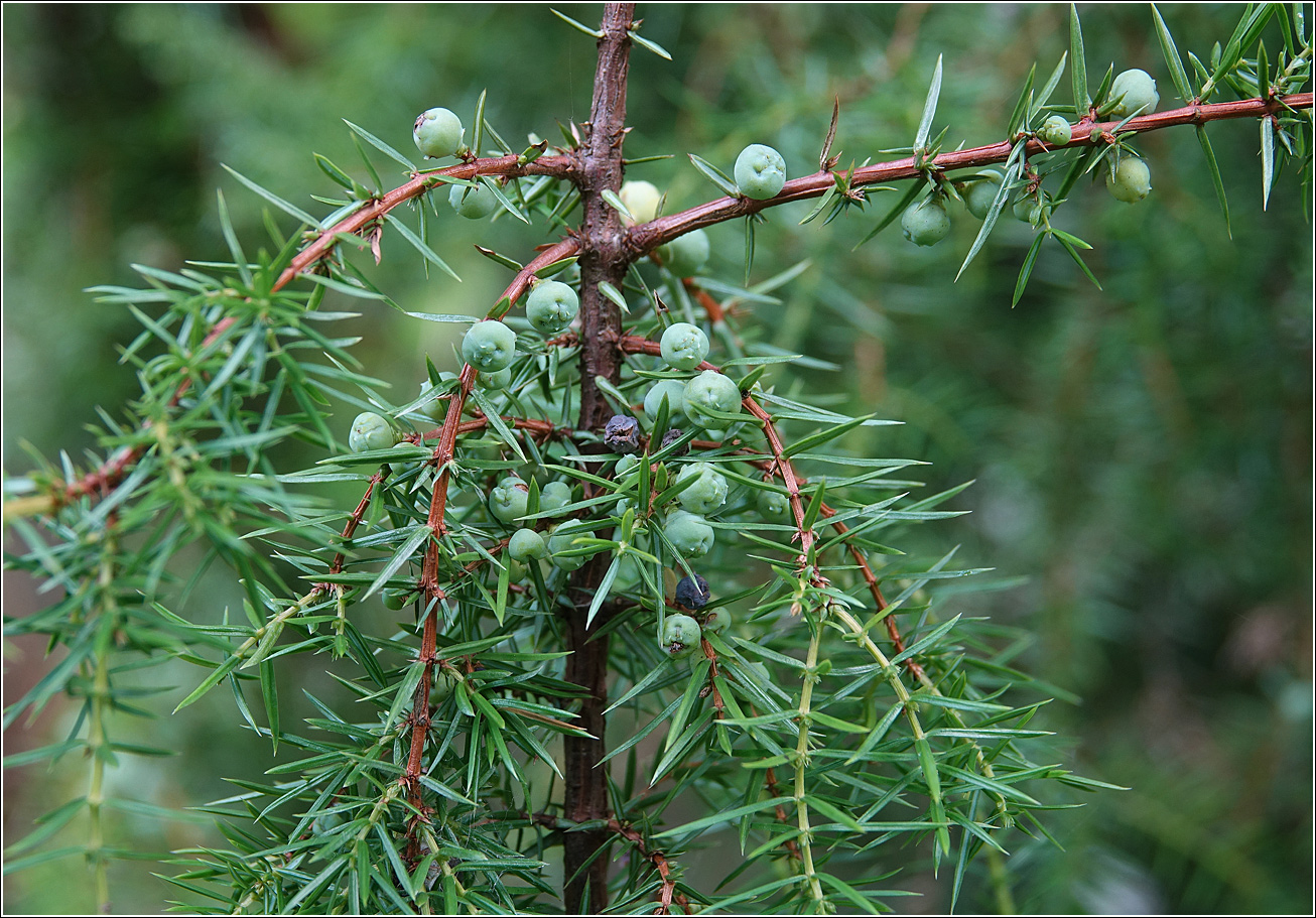 Изображение особи Juniperus communis.