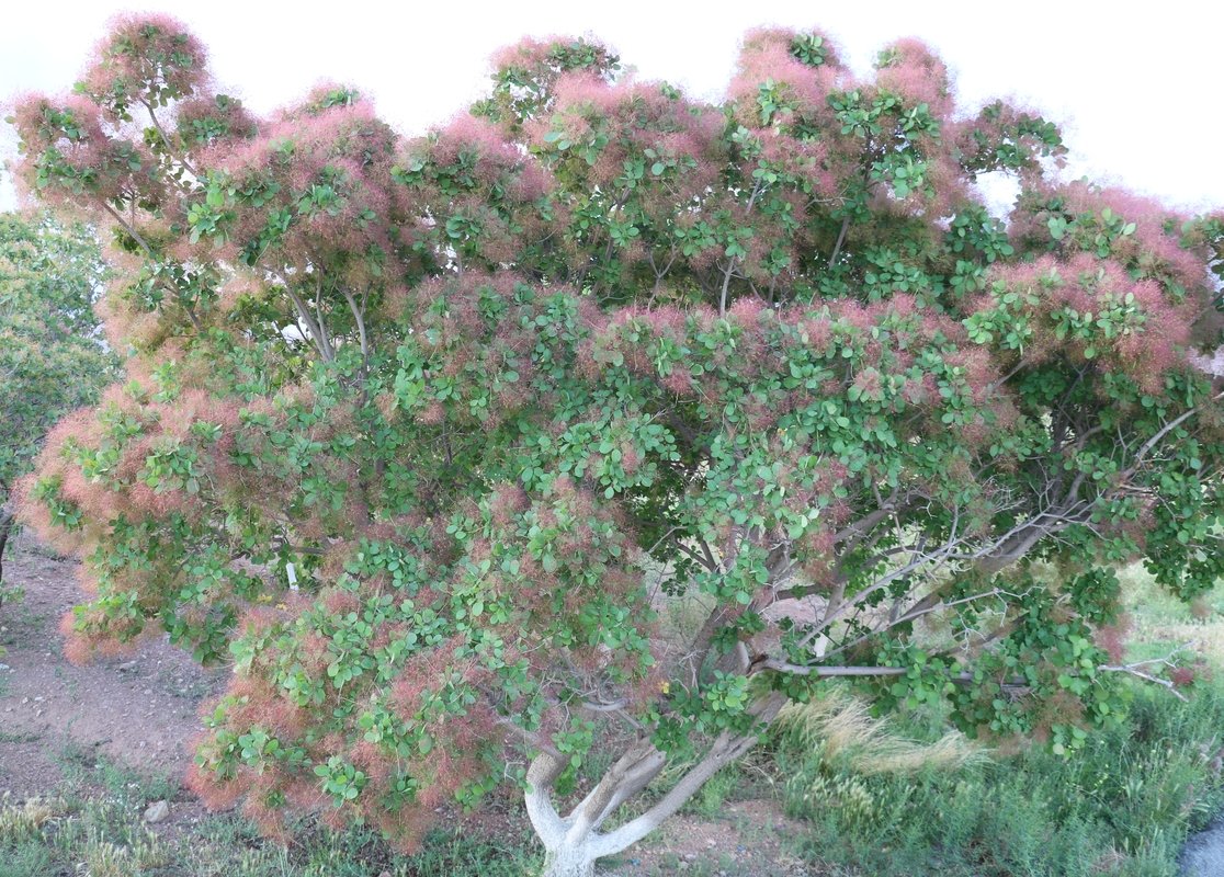 Изображение особи Cotinus coggygria.