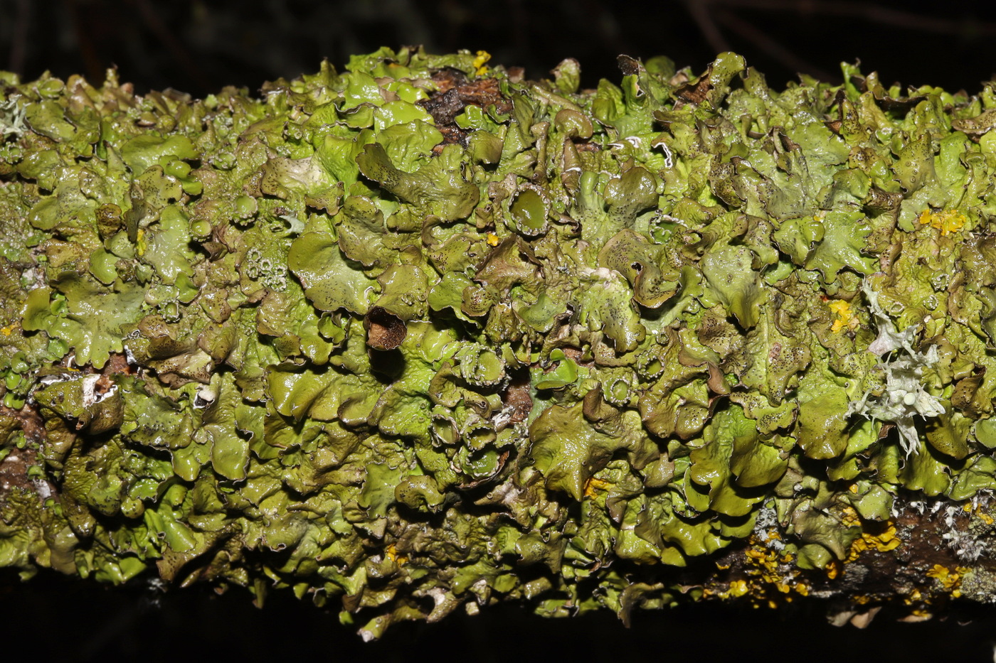 Изображение особи Pleurosticta acetabulum.