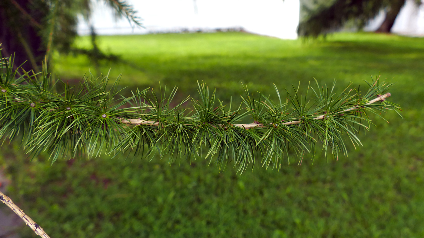 Изображение особи Larix decidua.
